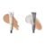 Erborian Color Correcting bundle – CC Cream with Centella Asiatica and BB Cream, Fair – 1.5 Oz