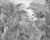 Komar Roraima IAX7-0003 Non-Woven Photo Wallpaper Size: 350 x 280 cm (Width x Height) Jungle/Rainforest/Black/White/Palm Trees/Children’s Room